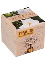 Набор для опытов и экспериментов, Набор для выращивания, Экокуб Гардения жасминовидная