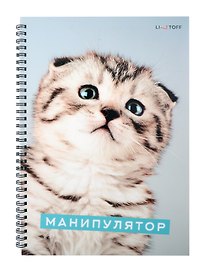 Тетрадь общая «Характер котика», 80 листов в клетку, А4 - Listoff
