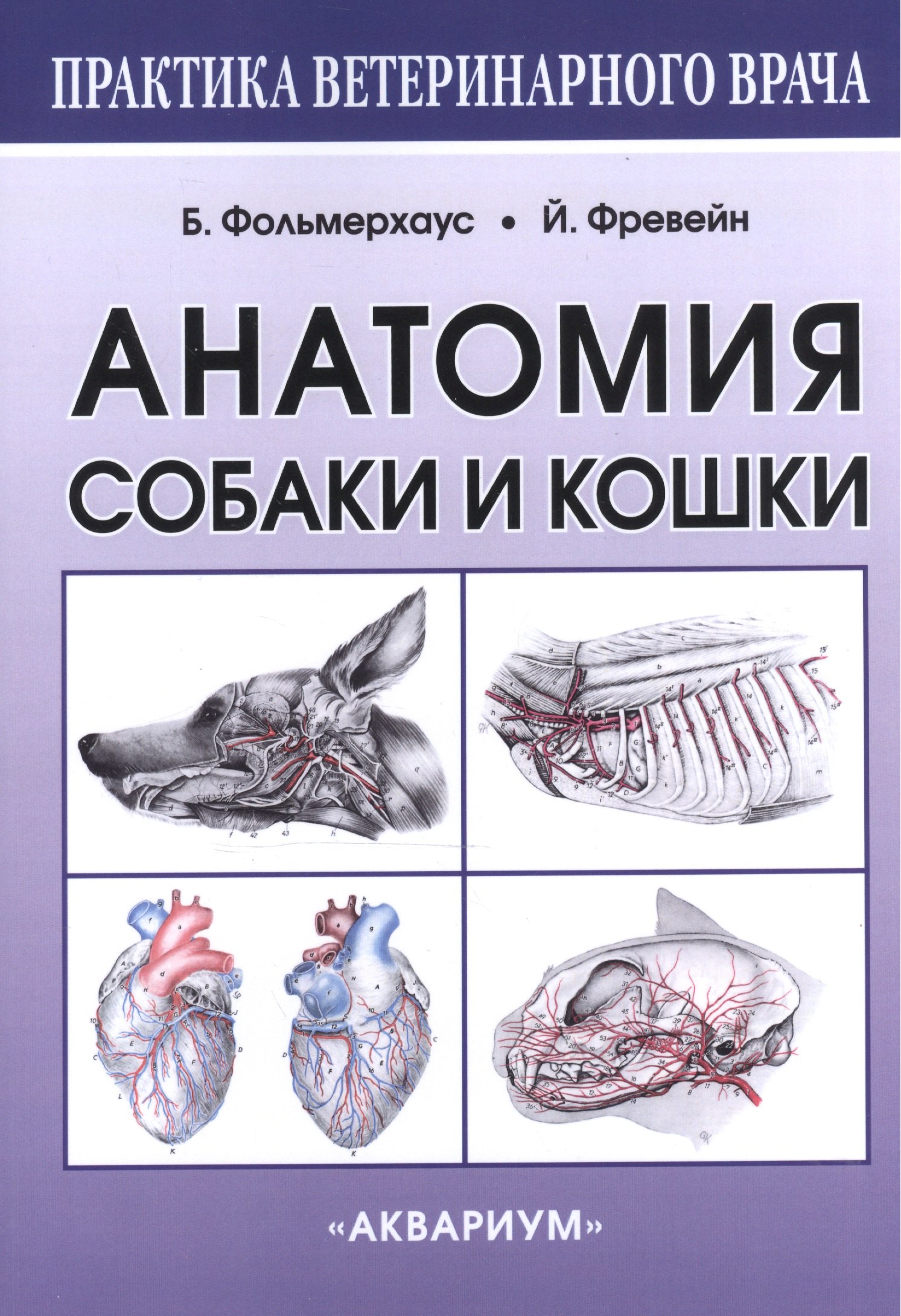 

Анатомия собаки и кошки