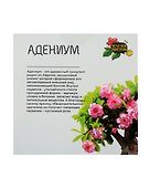 Набор д/выращивания растений Магия цветов, Адениум (mf-001) - 1