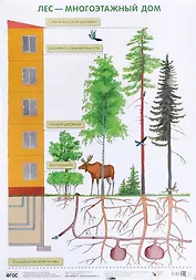 Лес — многоэтажный дом 50 x 69