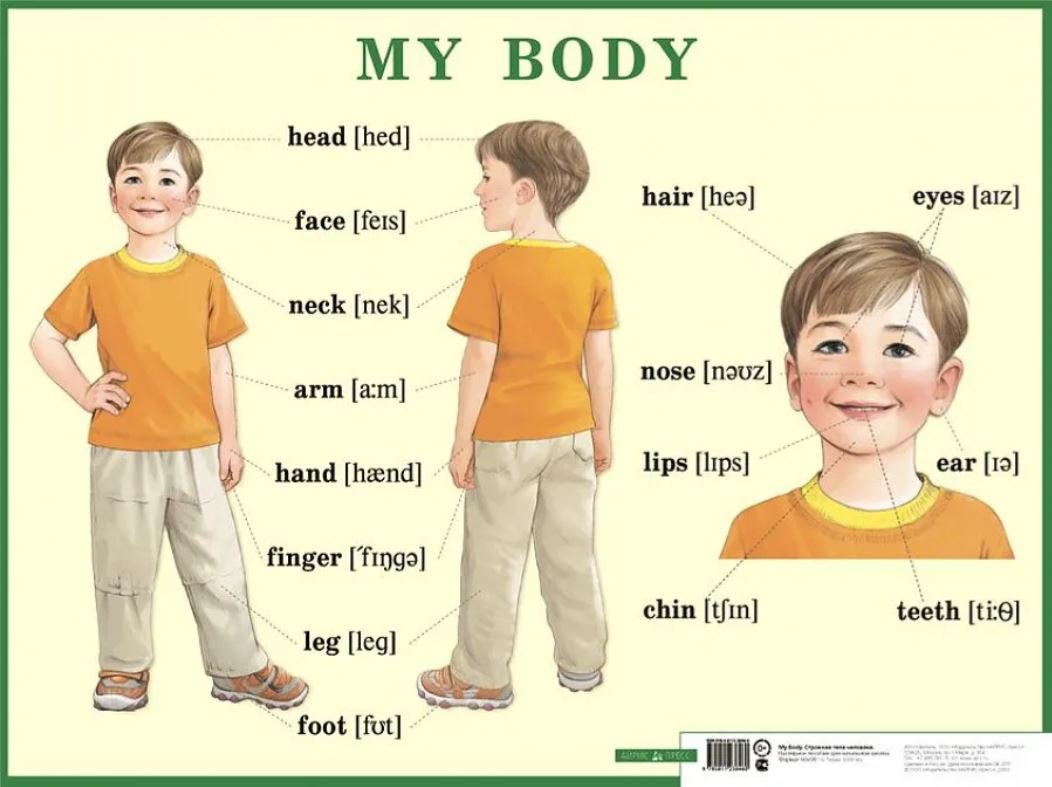 

My body. Строение тела человека. Наглядное пособие для начальной школы