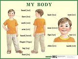 My body. Строение тела человека. Наглядное пособие для начальной школы