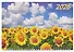 Календарь квартальный 2026г 310*680 "Подсолнухи в поле" настенный, трёхблочный, спираль - 1