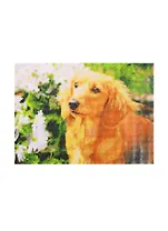 Алмазная мозаика (класс) Ретривер в саду (AC4050) (40х50см) (с подр., с полн.заполн.) (29цв.) (Рыжий Кот) (6+) (коробка)