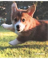 Тетрадь в клетку Listoff, "Щеночек корги", 48 листов, в ассортименте