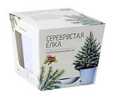 Набор д/выращивания растений Магия Цветов, Серебристая Ёлка (mf-016)