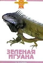 Зеленая игуана