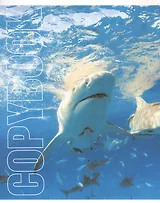 Тетрадь в линейку Listoff, "Морские жители", 40 листов, в ассортименте