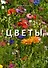 Цветы - 0