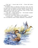 Лягушка-путешественница - 2