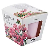 Набор д/выращивания растений Магия Цветов, Индийская сирень (mf-020)