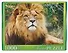 Пазл Masterpuzzle 1000 эл. Африканский лев ГИМП1000-6884 - 1