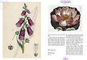 Kew: The Witch`s Garden: Plants in Folklore, Magic and Traditional Medicine - 2
