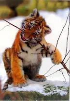 Пазл 500А 8871 Тигренок на снегу (коробка)