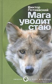 Мага уводит стаю