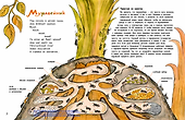Гнезда, дупла и берлоги - 1