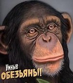 Дикие животные. Умные обезьяны - 0