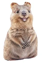 Мягкая игрушка Квокка (36 см) (19.25.1)