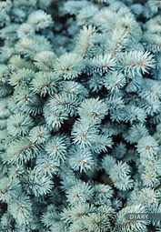 Ежедневник полудат. А5 192л "Ель" 7БЦ, мат.лам, офсет