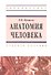 Анатомия человека Уч. пос. (ВО Бакалавр) Прищепа - 0