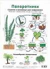 Плакат, Папоротники, Голосеменные, А4
