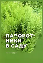 Папоротники в саду