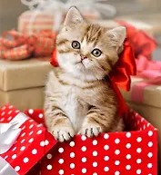 Алмазная мозаика. Блестящая, с подрамником, с полным заполнением. 15 цветов "Маленький пушистый подарок"