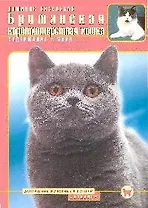 Британская короткошерстная кошка. Содержание и уход