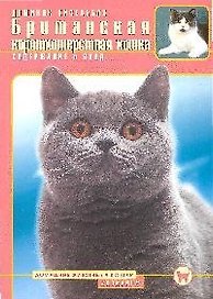 Британская короткошерстная кошка. Содержание и уход