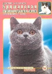 Британская короткошерстная кошка. Содержание и уход