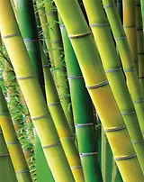 Бумажный пакет с глянцевой ламинацией и ручками из бамбука (26х33х12) (16109) (Феникс-Презент)