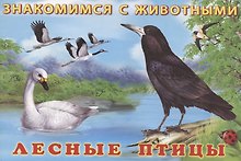 Лесные птицы