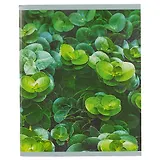 Тетрадь в клетку Unnika, "Лес на ладони", 96 листов, в ассортименте