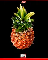 Тетрадь 48л кл. "Фрукты на черном" выб.лак, ассорти, Hatber