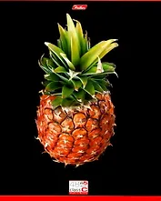 Тетрадь 48л кл. "Фрукты на черном" выб.лак, ассорти, Hatber