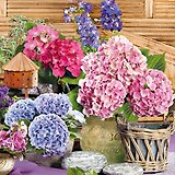 Салфетки Maki бум. сервировочные Герань (SLOG015401) (33х33) (20шт) (3сл)