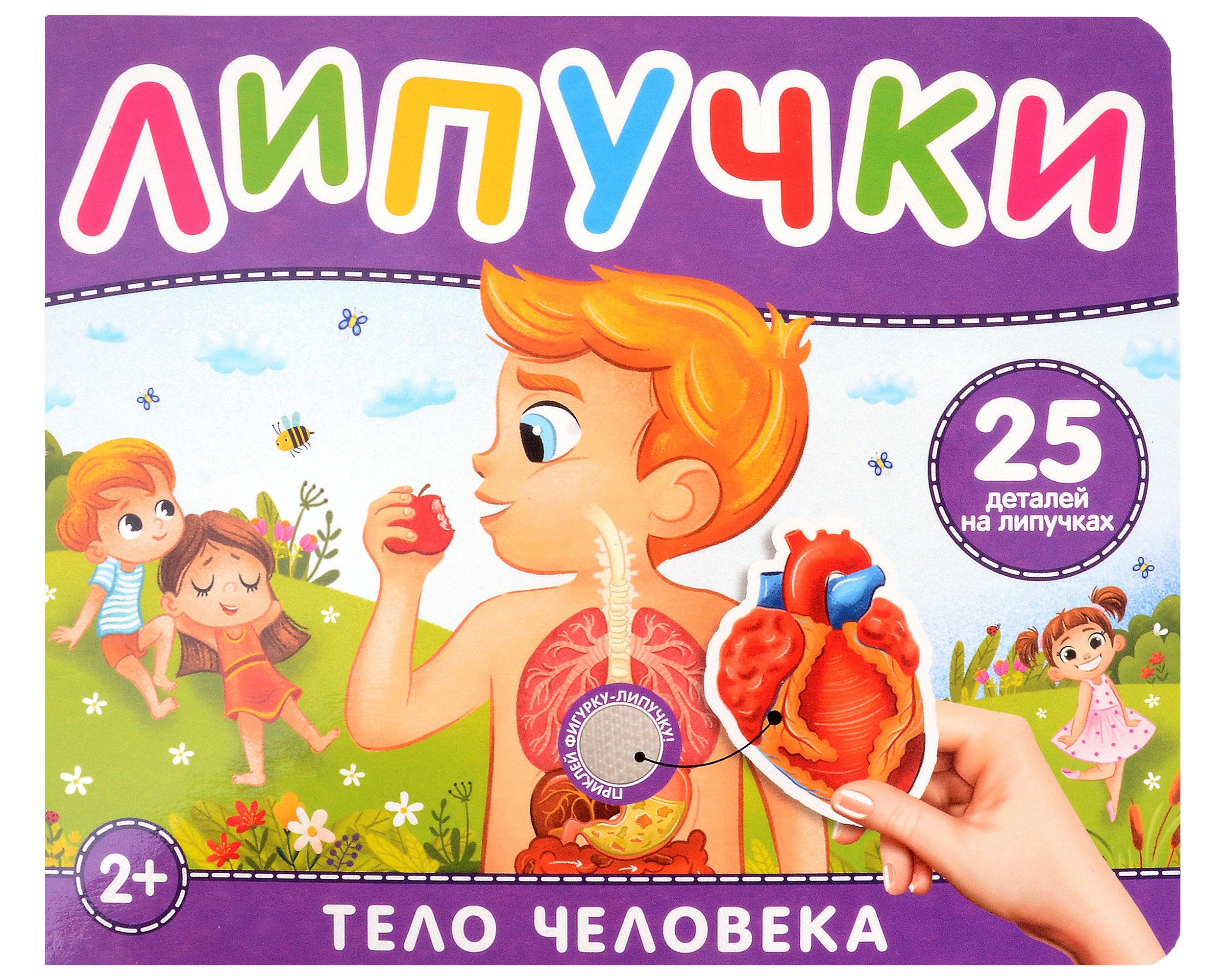 

Тело человека. Книга с липучками