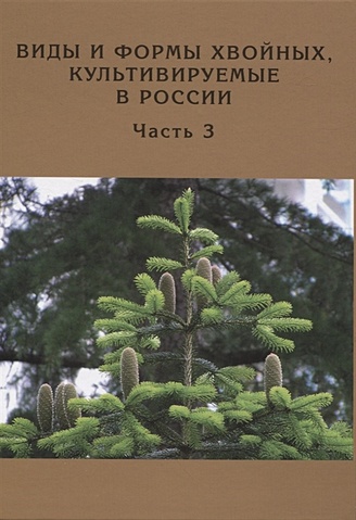Виды и формы хвойных, культивируемые в России. Часть 3. Пихта
