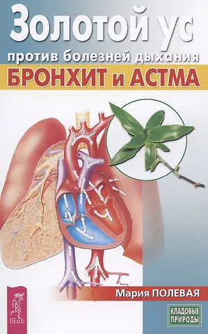 Золотой ус против болезней дыхания. Бронхит и астма