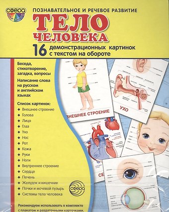 Тело человека: 16 демонстрационных картинок с текстом на обороте