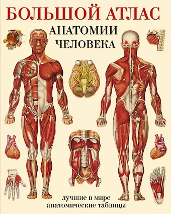 Большой атлас  анатомии человека