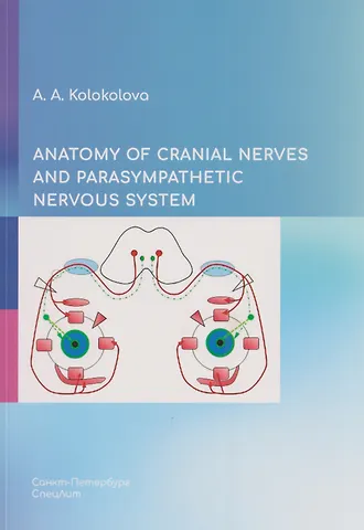 Анна Андреевна Колоколова Anatomy of cranial nerves and parasympathetic nervous system