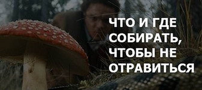 По грибы да по ягоды