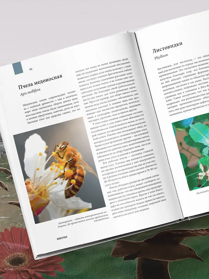 

Атлас Земли. Животные, растения, грибы, бактерии, минералы и другие сокровища нашей планеты